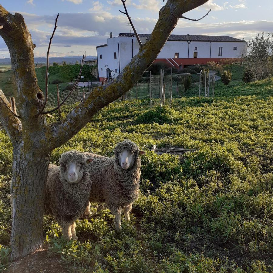 Masseria Agriturismo Moschella Posta Piana Exteriér fotografie