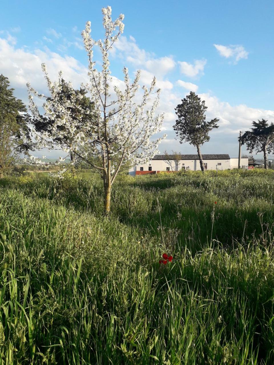 Masseria Agriturismo Moschella Posta Piana Exteriér fotografie